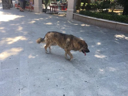 Opis slike