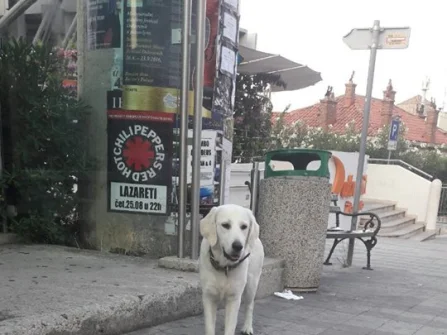 Opis slike