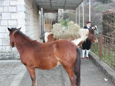 Opis slike