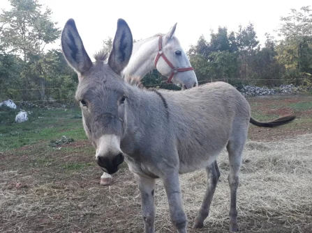 Opis slike