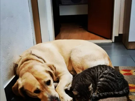 Opis slike