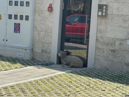 Opis slike