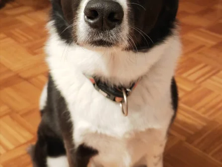 Opis slike