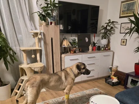 Opis slike