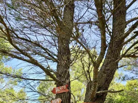 Opis slike
