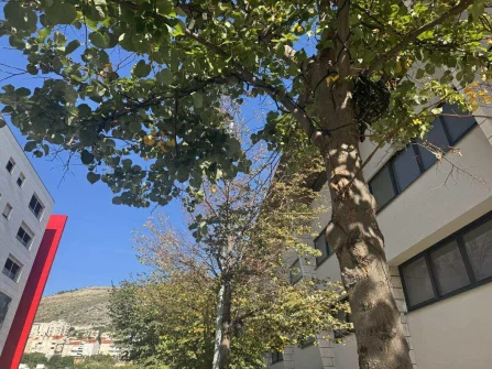 Opis slike