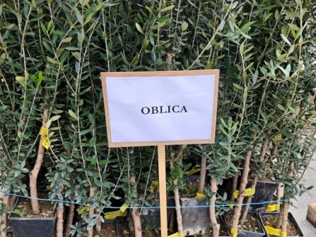 Opis slike