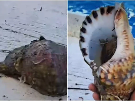 Alt za sliku