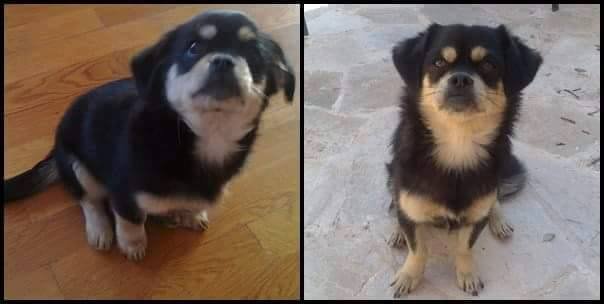 12376652_10208747785633266_7176479567116005746_n