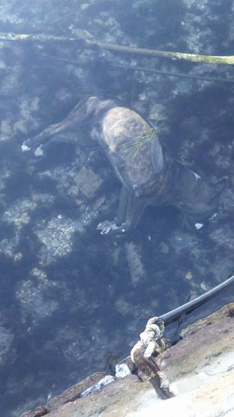 Društvo za zaštitu životinja Dubrovnik