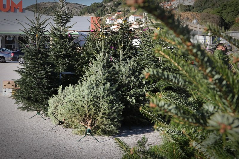 Goran Mratinović / DD