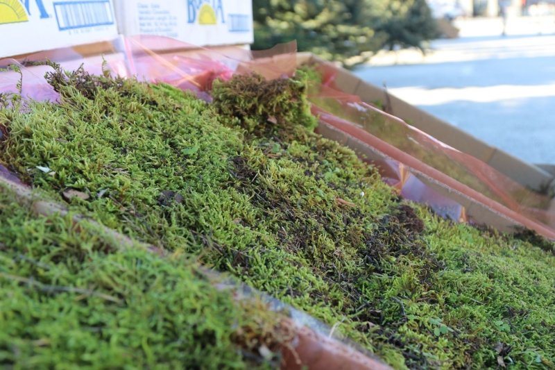 Goran Mratinović/DD