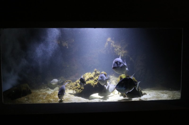 Goran Mratinović/DD