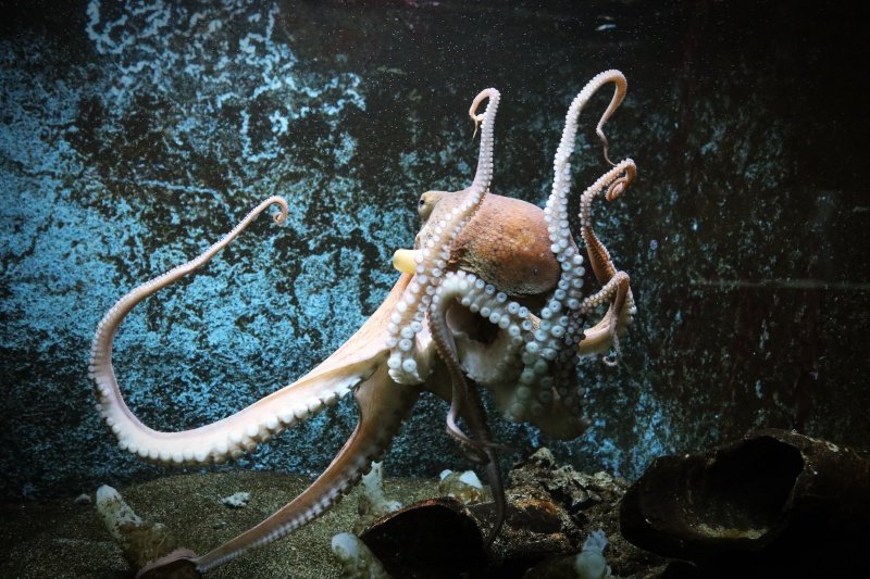 Goran Mratinović/DD