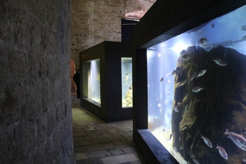 Goran Mratinović/DD