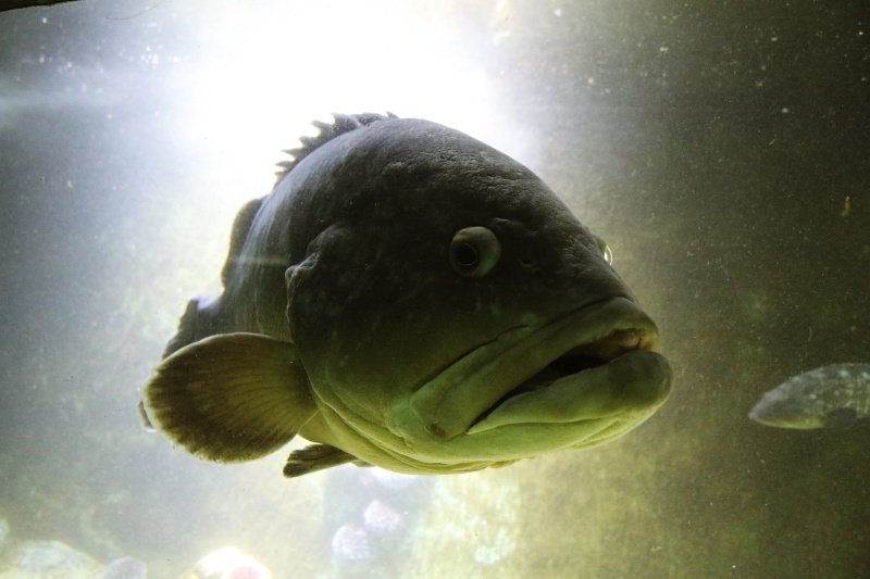 Goran Mratinović/DD