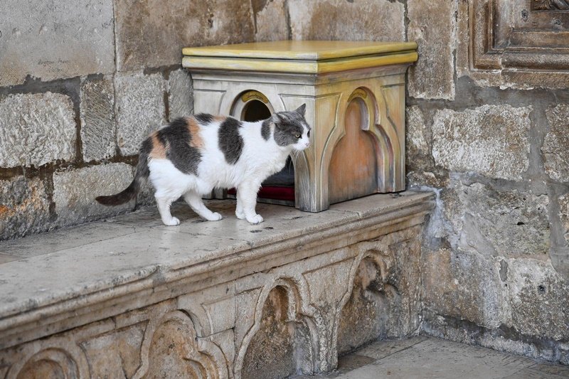 . Grgo Jelavić/Pixsell