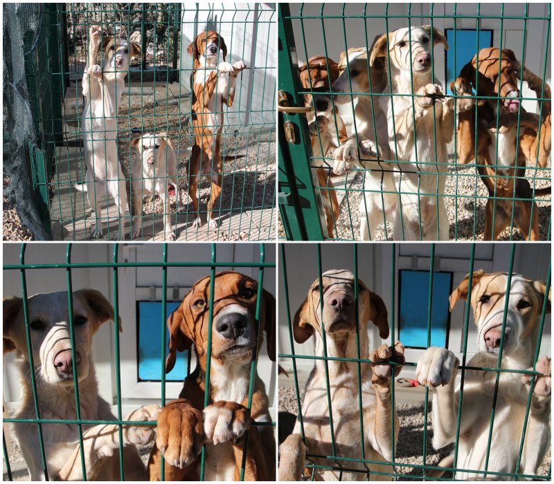 Goran Mratinović/DD