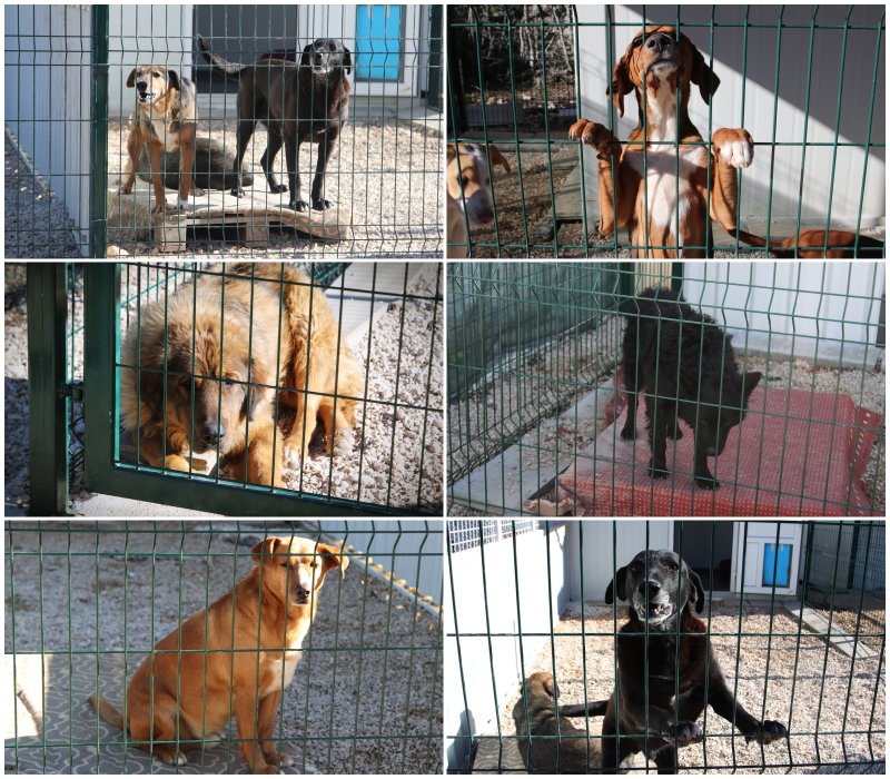 Goran Mratinović/DD