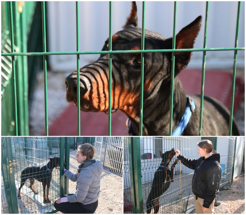 Goran Mratinović/DD