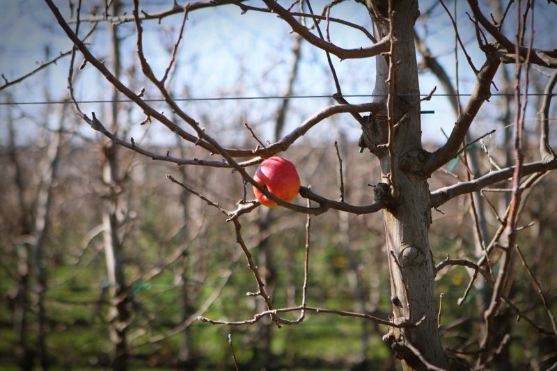 . Goran Mratinović/DD