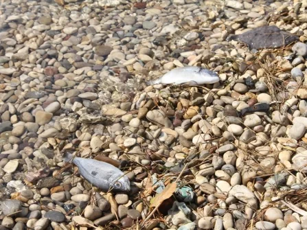Opis slike