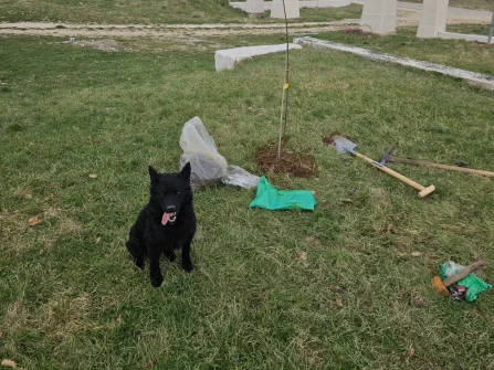 Opis slike